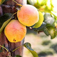Natural pears grown in the garden without the use of chemicals, hanging on the bushes before autumn, 100% natural pears