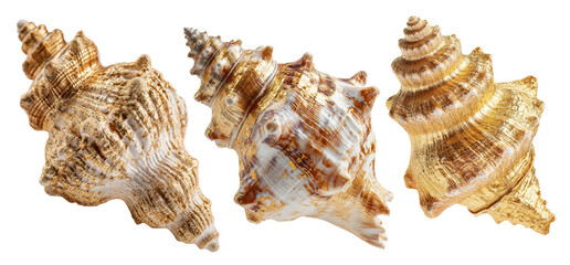Beautiful golden seashells showcasing intricate patterns and textures