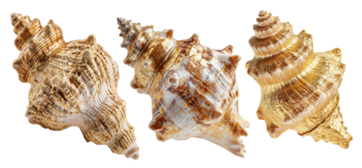Beautiful golden seashells showcasing intricate patterns and textures