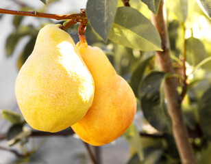 Natural pears grown in the garden without the use of chemicals, hanging on the bushes before autumn, 100% natural pears
