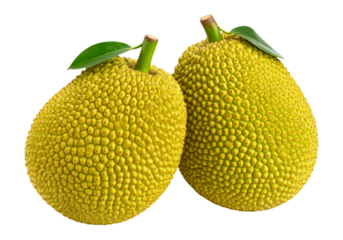 Two ripe yellow jackfruits with green leaves isolated on transparent background