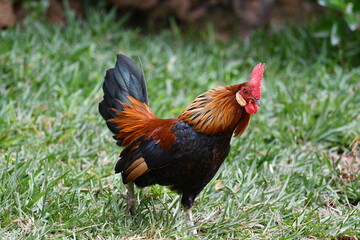 Galo, Gallus gallus domesticus