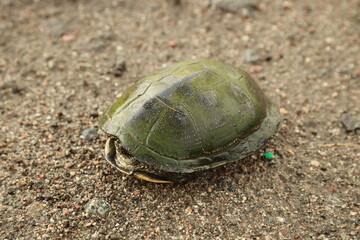 Green freshwater turtle on land