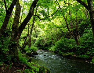 Obraz premium Lush green forest stream scene.