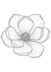 Fototapeta premium Aquarell Vorlage Magnolienblüte in Nahaufnahme