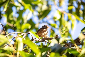 Small South American bird known as the wren, corruira or curruíra Troglodytes musculus in selective focus in natural environment
