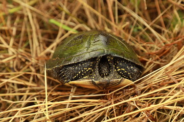 Freshwater turtle in the grass