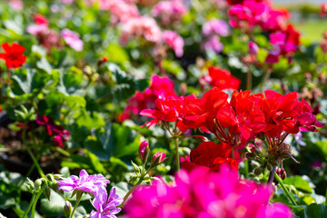 Colorful Geranium Flowers in Bloom