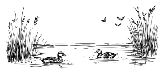 ducks on pond – outline nature wetland scene