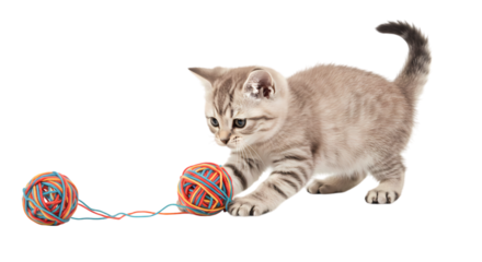Playful Kitten: Charming Cat Toy Interaction