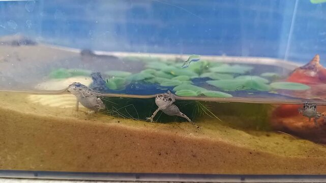 Small European green toads in plastic terrarium with pond that imitates natural habitat. Fauna of Ukraine. Amphibians