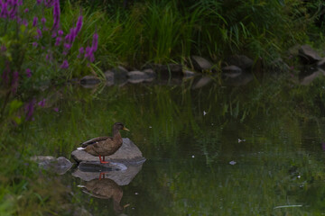 Wild duck standing on rock in calm pond