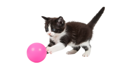 Playful Kitten and Pink Ball: A Charming Pet Photo