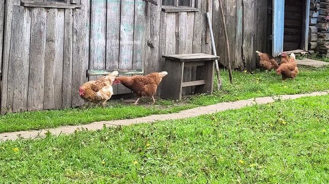 Young Loman Brown chickens in the pen eating food and pecking