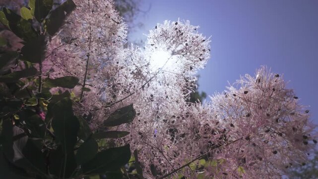 View from below of the foliage and fluffy seed heads of the Eurasian smoketree (Cotinus coggygria) against a blue sky on a sunny day, backlit by sun