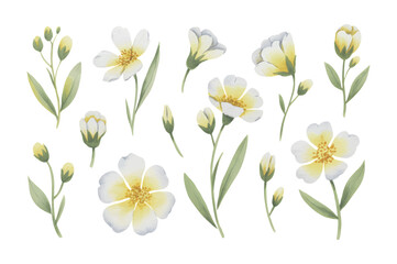 White and yellow blossoms with buds painted in soft watercolor style. Botanical watercolor set of white and yellow floral elements.