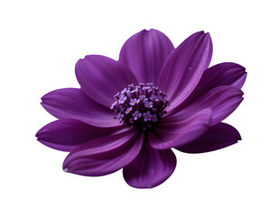 Fototapeta premium Purple dahlia flower isolated on transparent background, Png