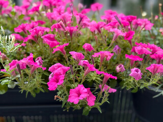 Blooming Vibrant Pink Calibrachoa Bell Flowers in Decorative Flower Pot close up