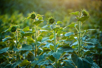 Field of sunflowers at sunset