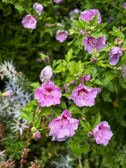 Beautiful blooming pink Hibiscus syriacus flowers in a summer garde