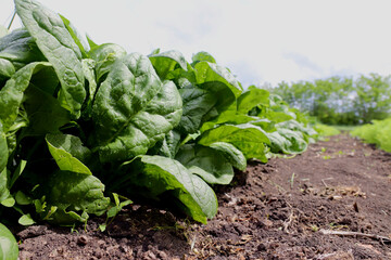 Spinach grows in the garden