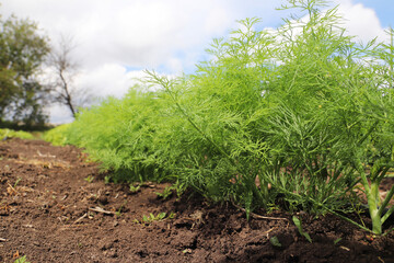 dill grows in the garden