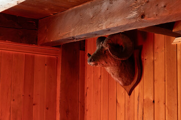 Mounted Bighorn Sheep Head on Wooden Cabin Wall