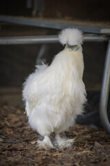 White Silkie Chicken Standing on Ground