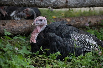 Resting Wild Turkey in Grass