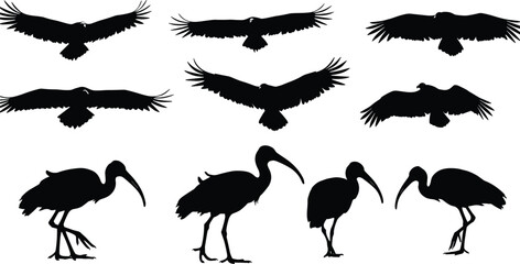 Silhouettes of flying eagles and walking ibises, bird wildlife shapes, nature animals, flying birds, standing birds, black bird silhouettes on white