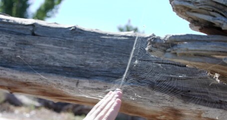 Hand Tareing Down Spider Web