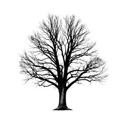 Fototapeta premium Detailed sketch of a mature deciduous tree isolated on transparent background