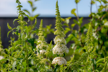 Selective focus of white flower Summer lilac (Vlinderstruik) Buddleja davidii, Butterfly-bush or Orange eye is a species of flowering plant in the family Scrophulariaceae, Natural floral background.