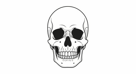 Fototapeta premium Illustration of a Human Skull Front View