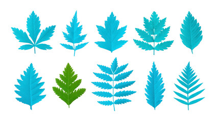 Obraz premium Collection of various leaves in shades of blue and green, showcasing unique shapes and textures, perfect for nature themed designs or educational purposes