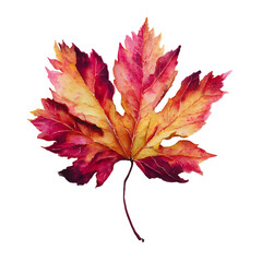 Autumn Leaf Watercolor Illustration on White Background

