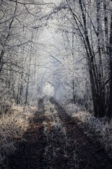 Serene Winter Forest Path