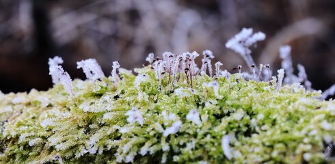 Frosty moss on a log in winter forest.