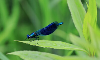 Vibrant blue dragonfly on a leaf.