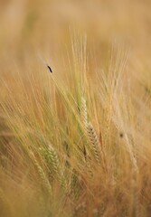 Close-up of Wheat Field with Insect