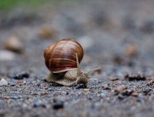 Snail on a Gravel Path