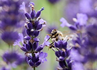 Bee Pollinating Lavender Flowers