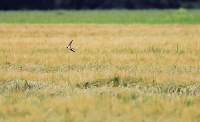 Swift bird flying over a wheat field.