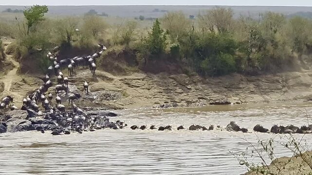 Massive wildebeest migration crossing turbulent Mara River waters