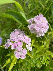 pink and white flowers