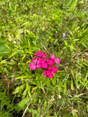 pink flowers in the wild