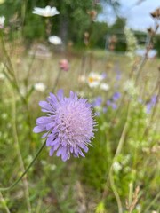 purple thistle flower