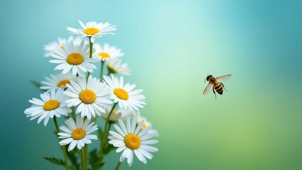 bee on camomile