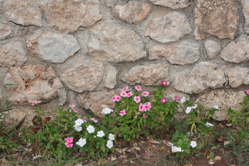 flowers on the stone