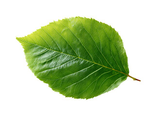 Obraz premium Vibrant Green Leaf Macro Photography Isolated Nature Detail for Design
